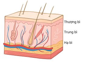 cấu trúc da